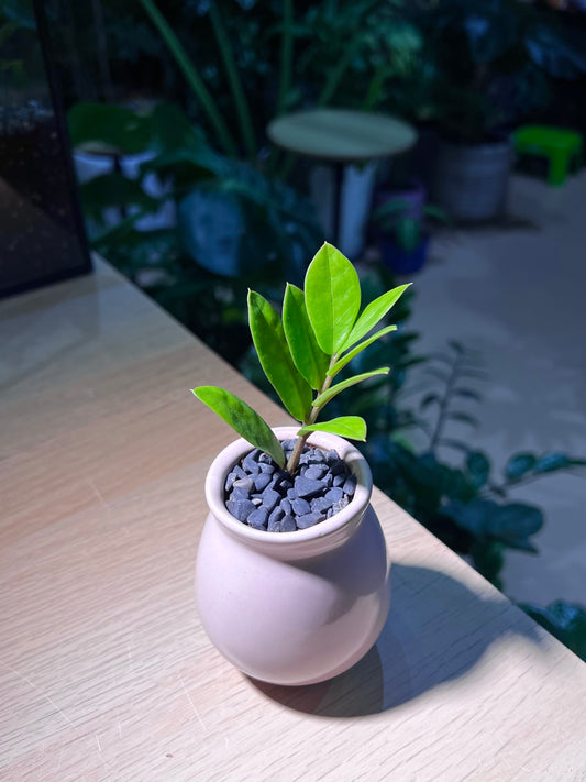 ZZ Plant (金钱树) in Light Purple Ceramic Pot
