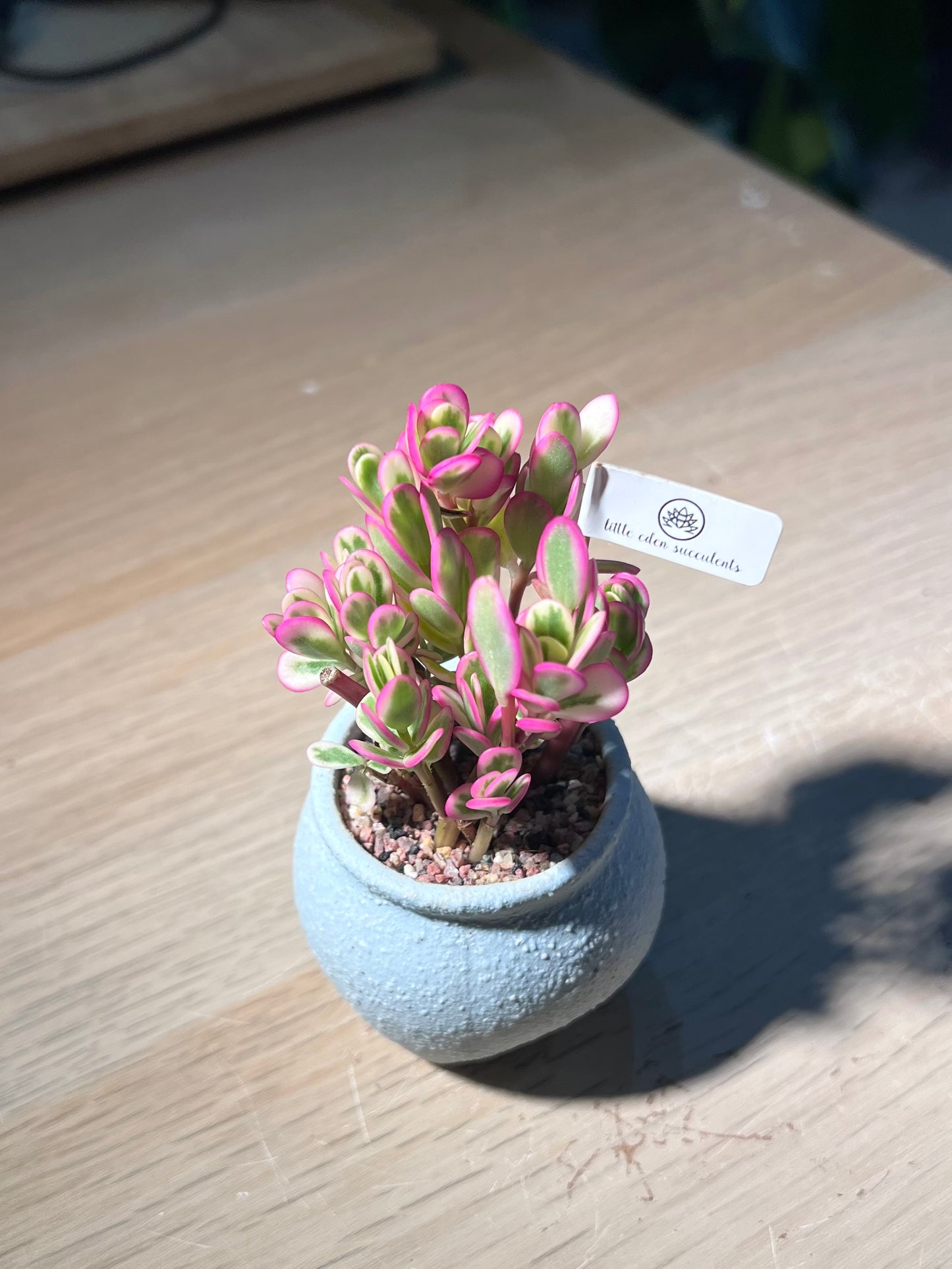 Hana Misteria (太阳花锦) in Matt Textured Sky Blue Pot