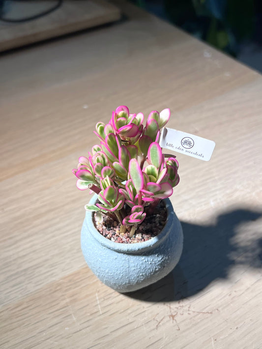 Hana Misteria (太阳花锦) in Matt Textured Sky Blue Pot