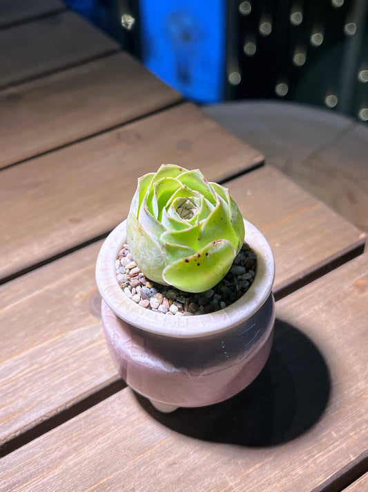 Mountain Rose in Pinkish Round Ceramic Pot