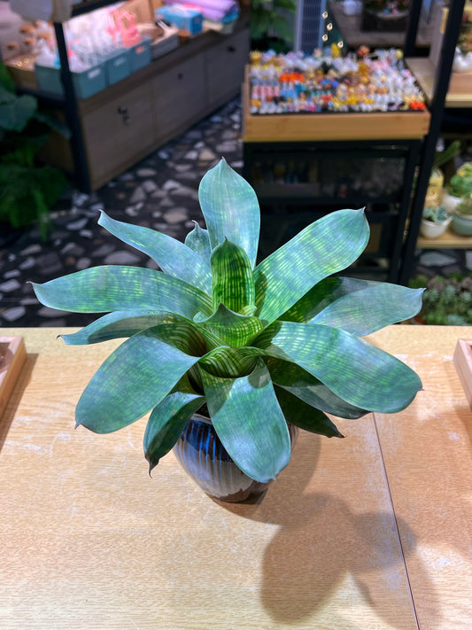 Bromeliad in Shiny Blue Design Pot