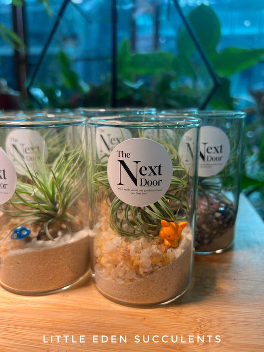 Airplant Terrarium | Latest Corporate Plant Gift (10pcs)
