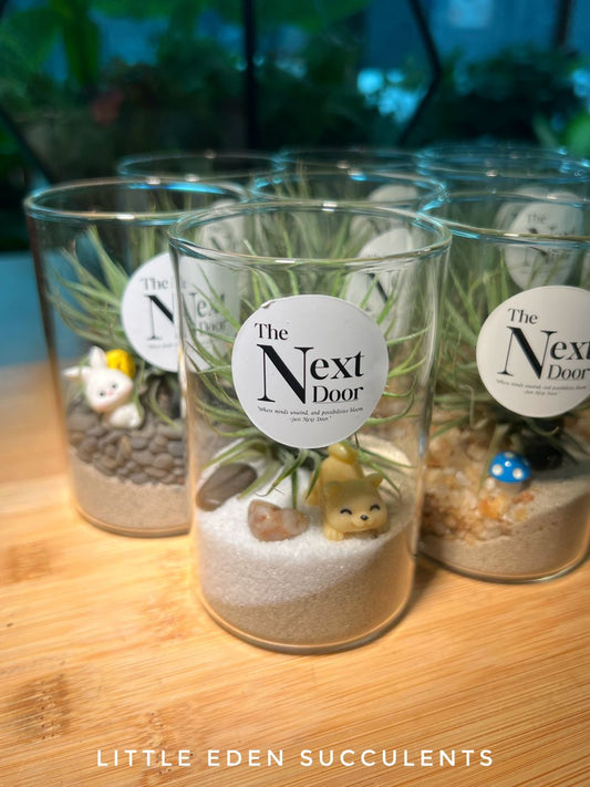Airplant Terrarium | Latest Corporate Plant Gift (10pcs)