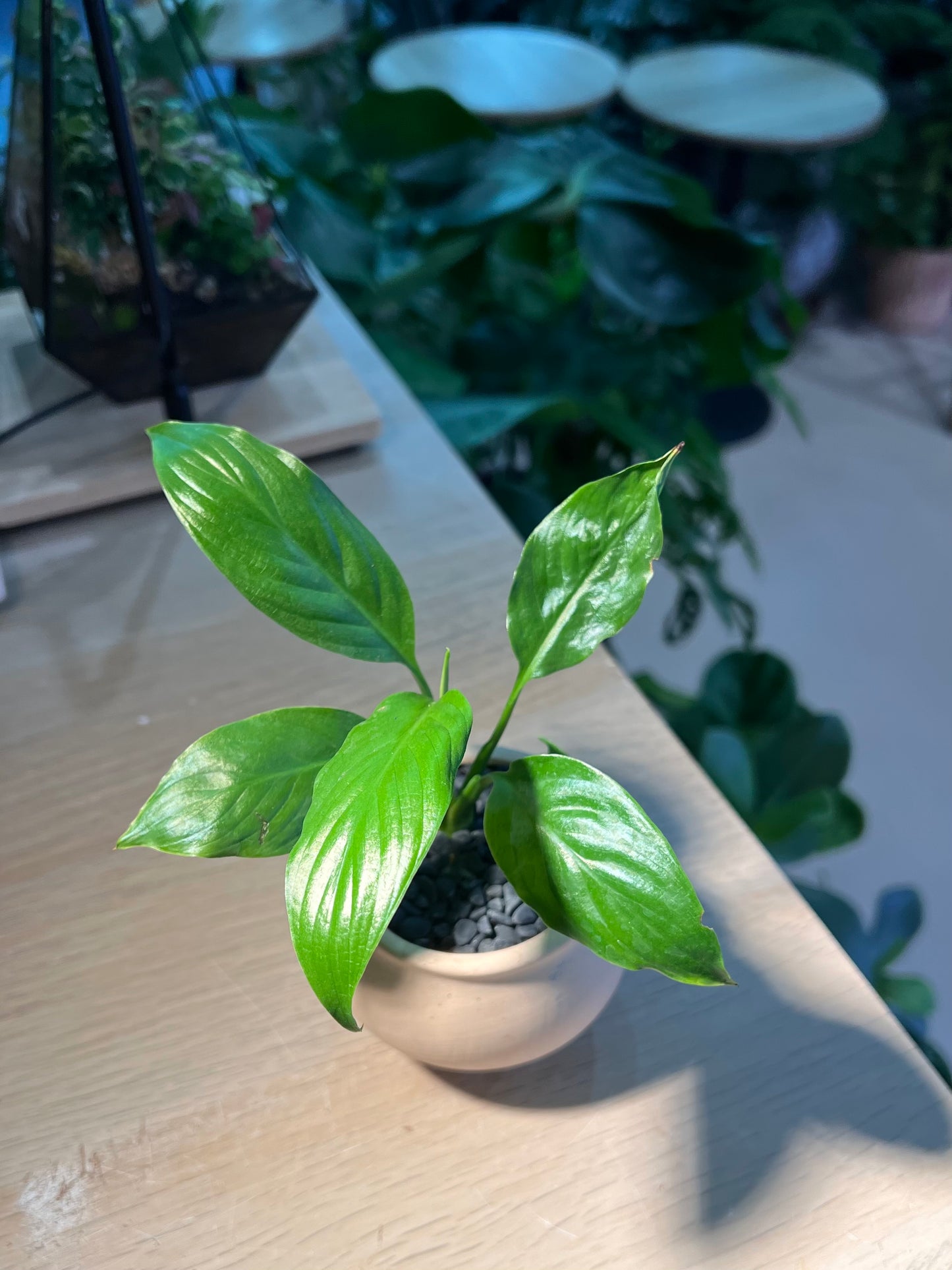 Peace Lily (白掌) in Matt Textured Claypot