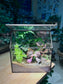 Valentine Gift - Fittonia and Fern with Moss Arrangement in Black Frame Glasshouse Terrarium (S)
