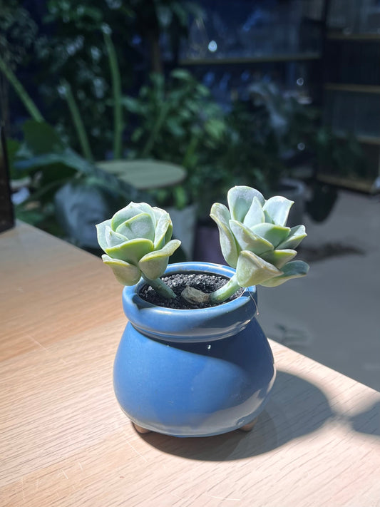Graptoveria 'Lovely Rose' in Sea Blue Belly Ceramic Pot
