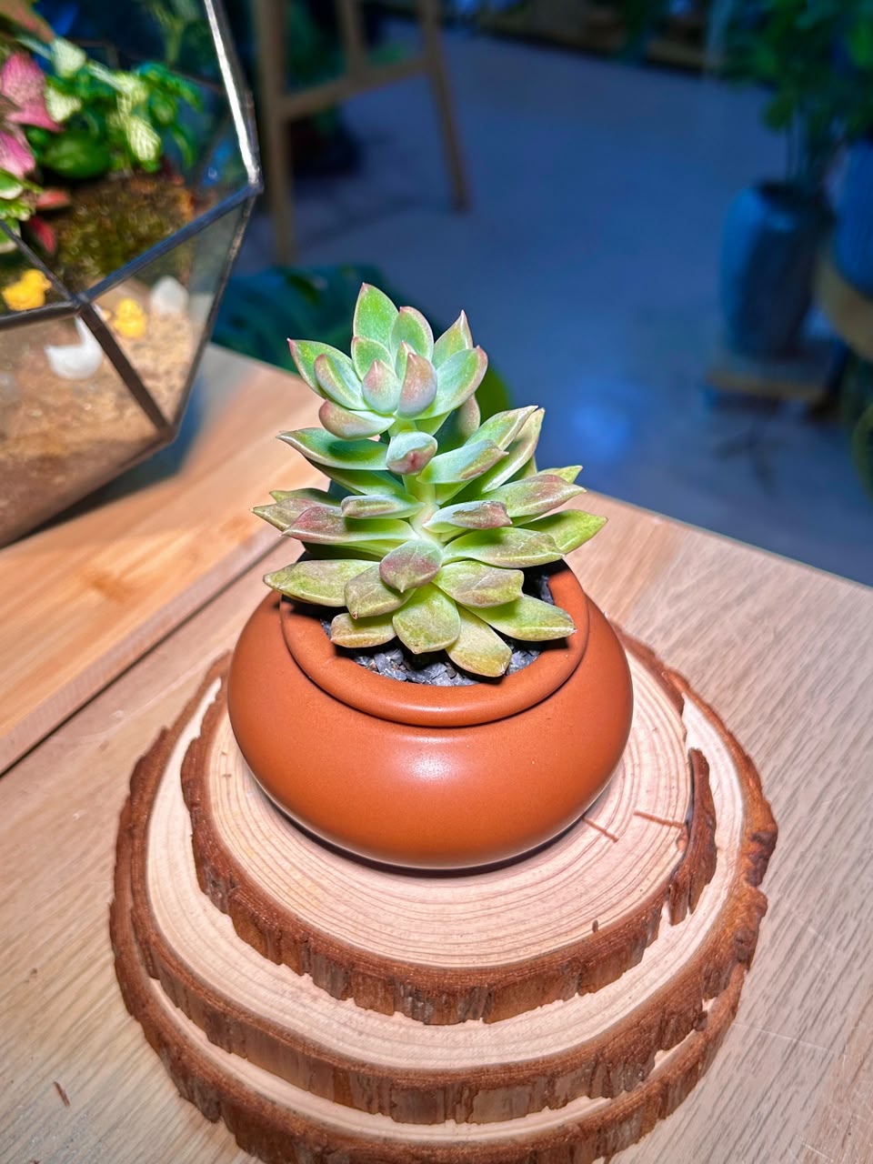 Graptoviria Opalina (Succulent) in a Ceramic Pot