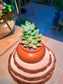 Graptoviria Opalina (Succulent) in a Ceramic Pot