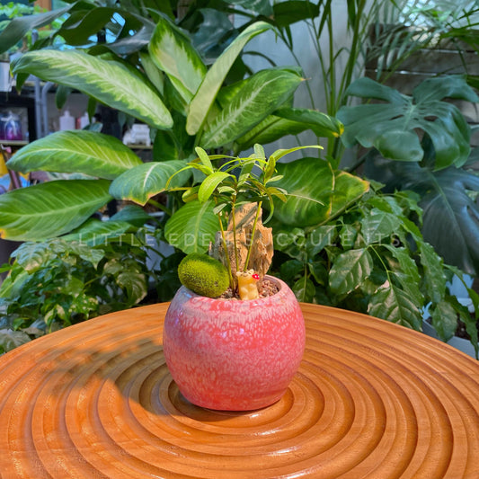 Podocarpus Nagi in Pink Glazed Ceramic Designer Pot