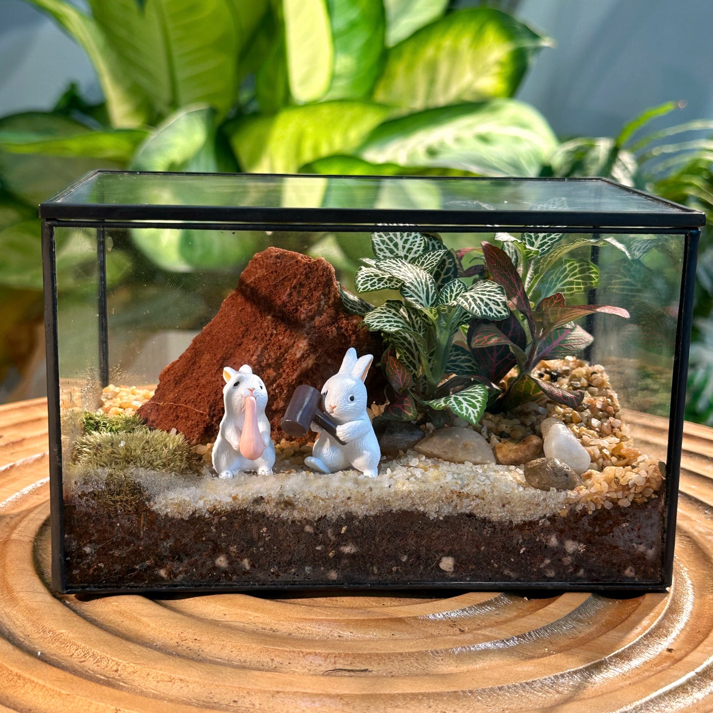 Indoor Plant Terrarium