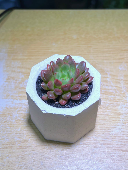 Echeveria Elegan Rose in White Concrete Pot