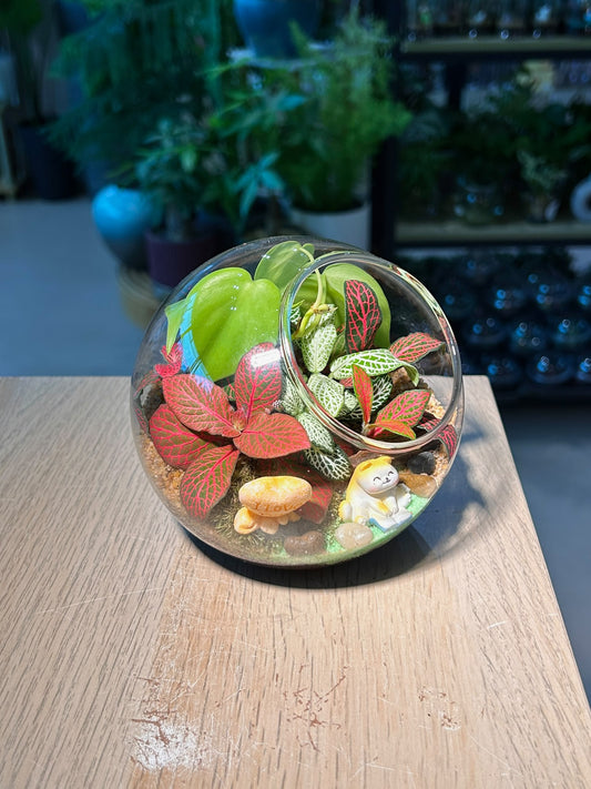 Indoor Plant Terrarium in Round Glass (L)