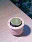 Lithop (生石花) in Pinkish Ceramic Pot