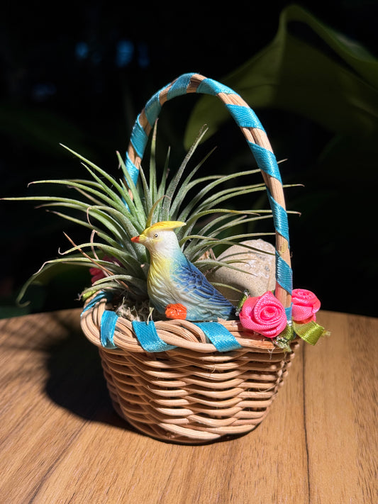 Airplant Basket