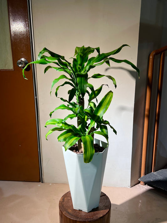 Dracaena Fragrans (铁树) in White Ceramic Pot