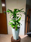 Dracaena Fragrans (铁树) in White Ceramic Pot