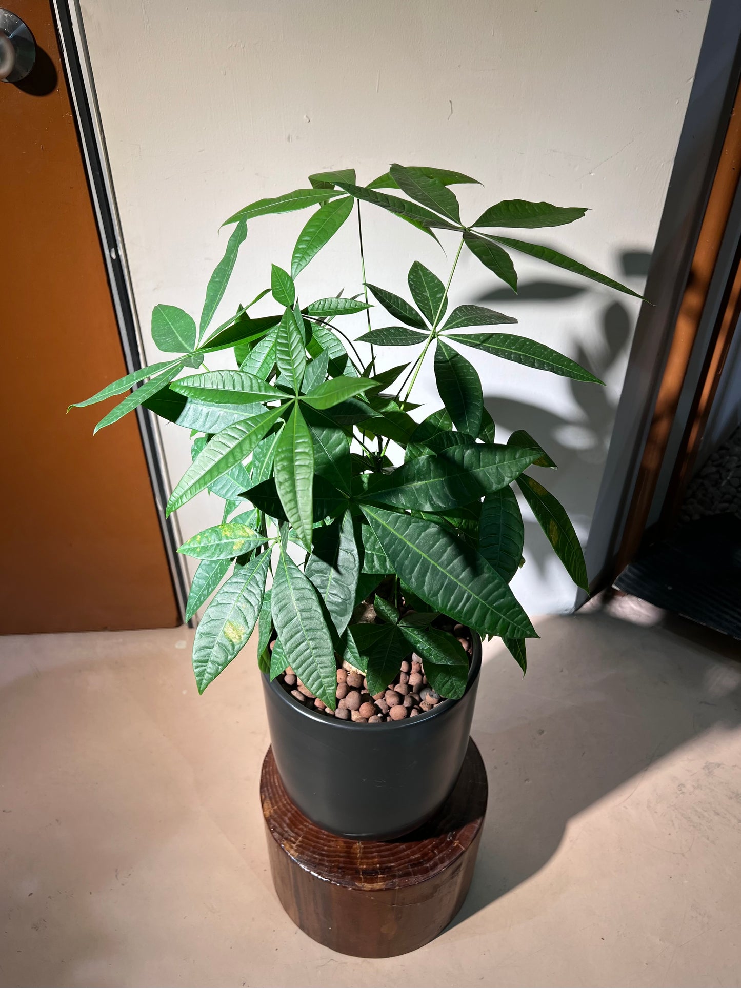 Pachira Tree (发财树) in Black Ceramic Pot
