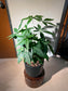 Pachira Tree (发财树) in Black Ceramic Pot