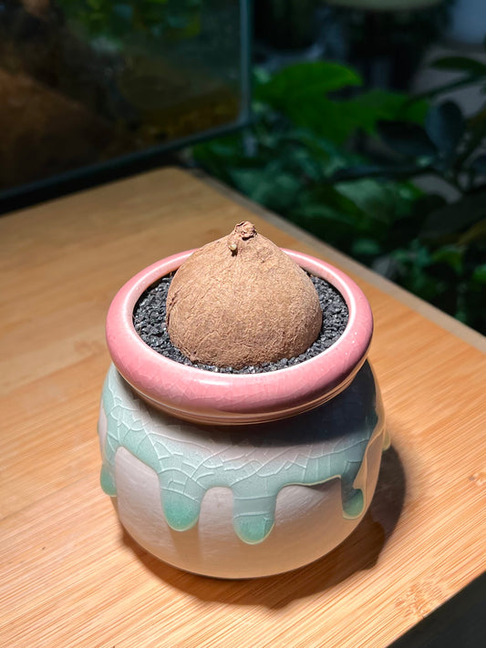 Stephania in Tricolor Ceramic Pot