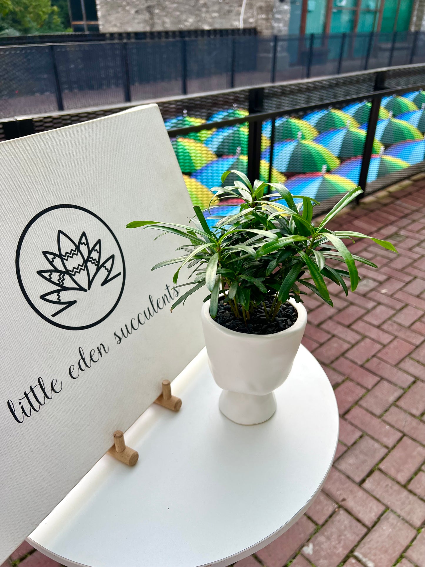 Podocarpus in Elegant Ceramic Pot