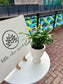 Podocarpus in Elegant Ceramic Pot