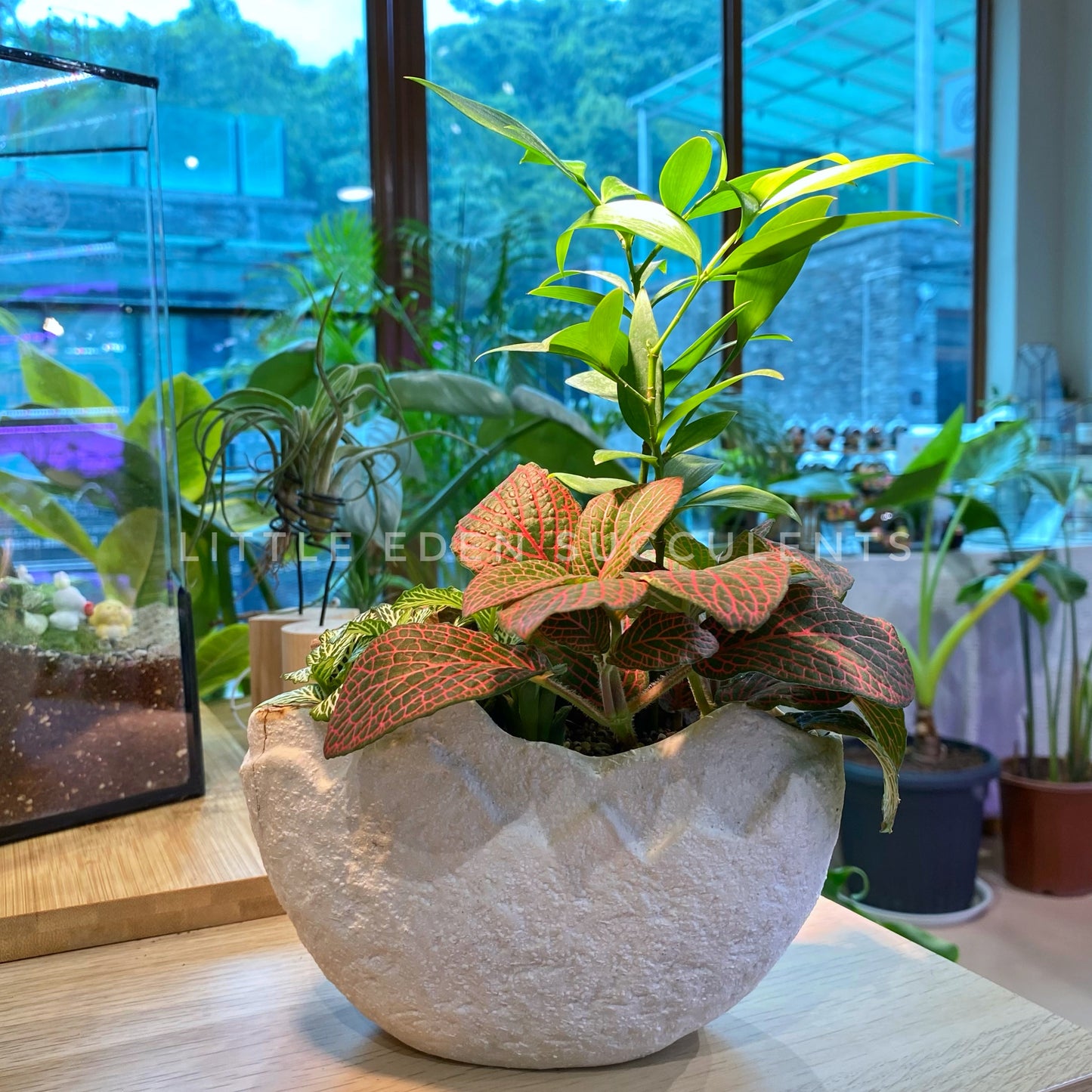 Fittonia and Nagi in White Faux Stone Mountain Pot