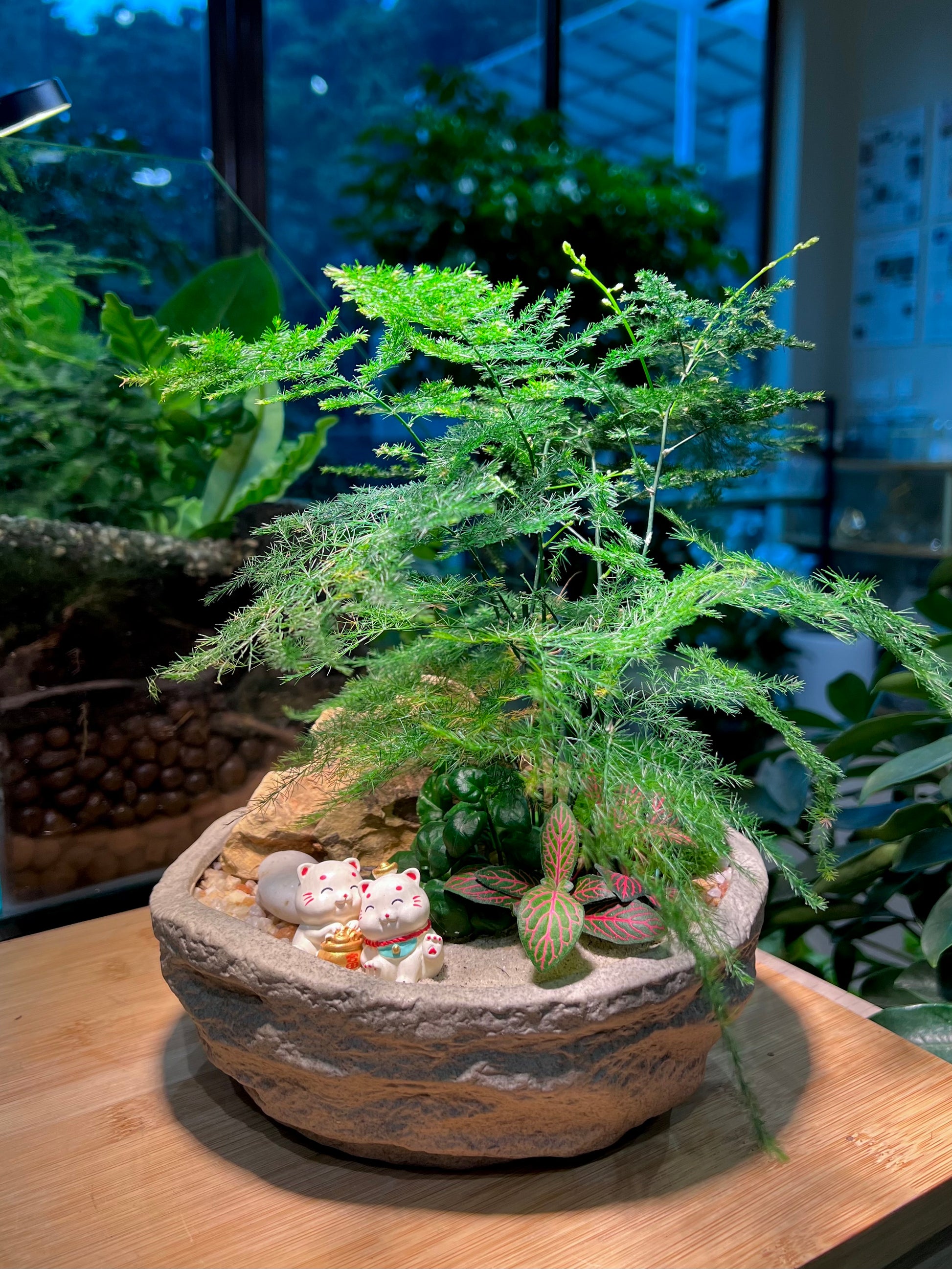 asparagus bonsai Fittonia and Asparagus Fern with Bubble Plant Arrangement in Faux Ston