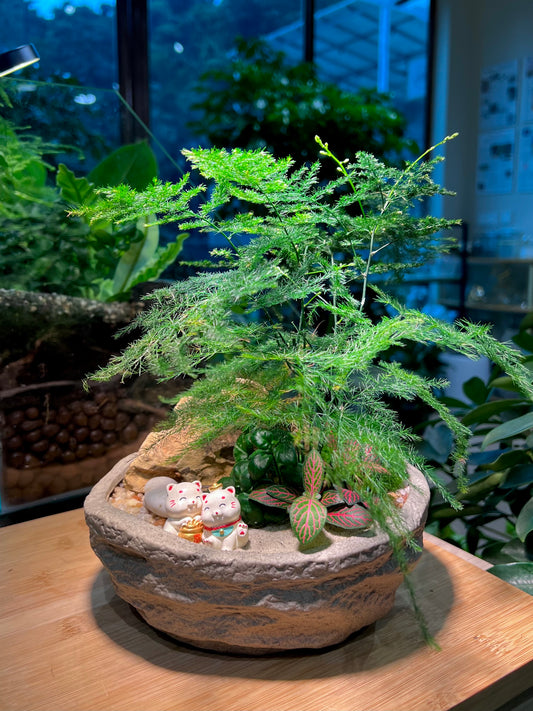Fittonia and Asparagus Fern with Bubble Plant Arrangement in Faux Stone Concrete Pot