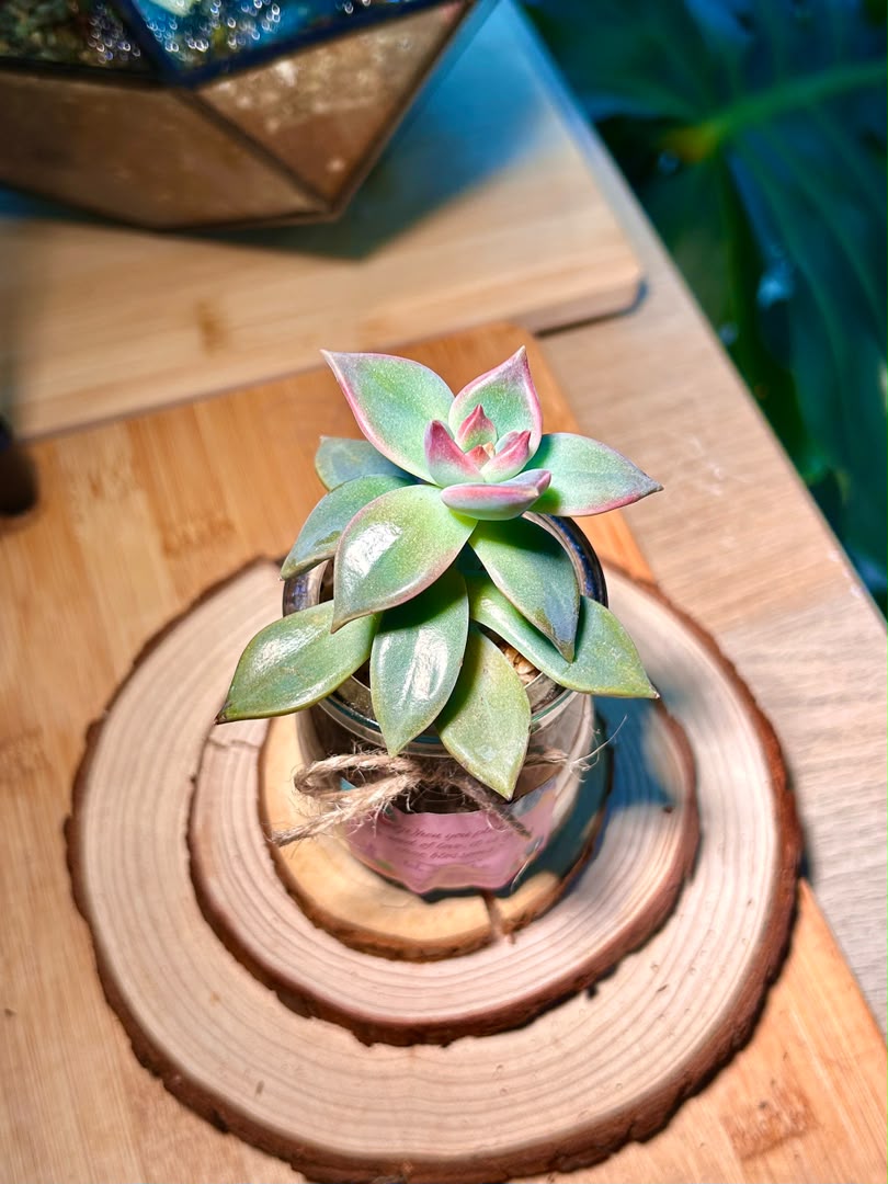 Echeveria Succulent in Pudding Jar