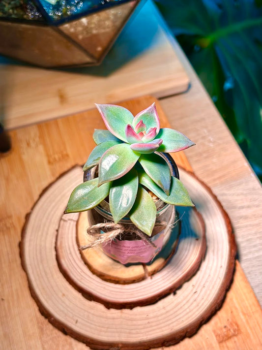 Echeveria Succulent in Pudding Jar