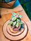 Echeveria Succulent in Pudding Jar