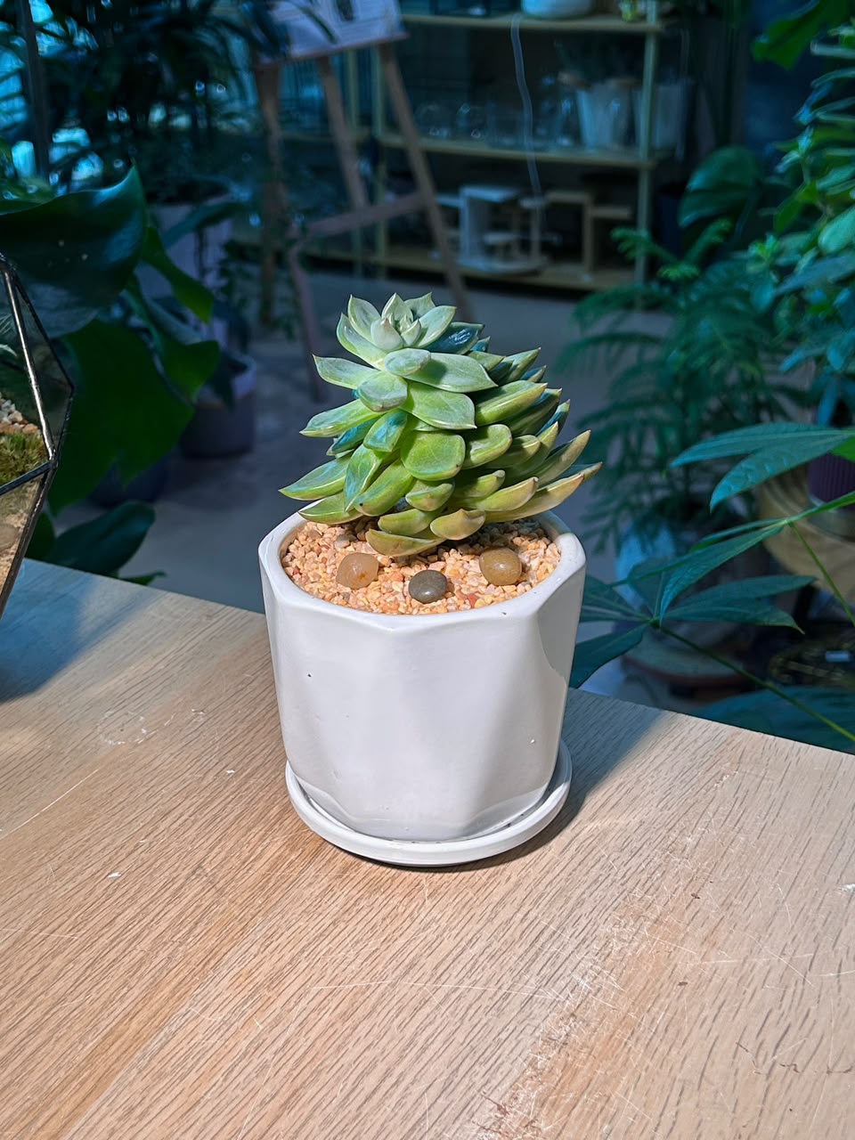 Echeveria (石莲花) Succulent in Geometric Glazed Pot with Tray