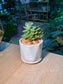Echeveria (石莲花) Succulent in Geometric Glazed Pot with Tray