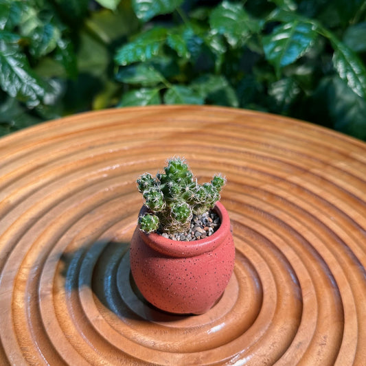 Rare Cactus Collection in Designer Pot