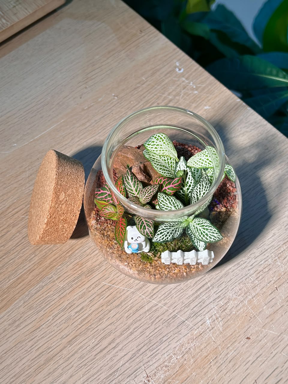 Indoor Plant Arrangement Fittonia & Moss (网纹草 & 苔藓) in Round Covered Glass (S)