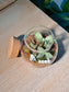 Indoor Plant Arrangement Fittonia & Moss (网纹草 & 苔藓) in Round Covered Glass (S)