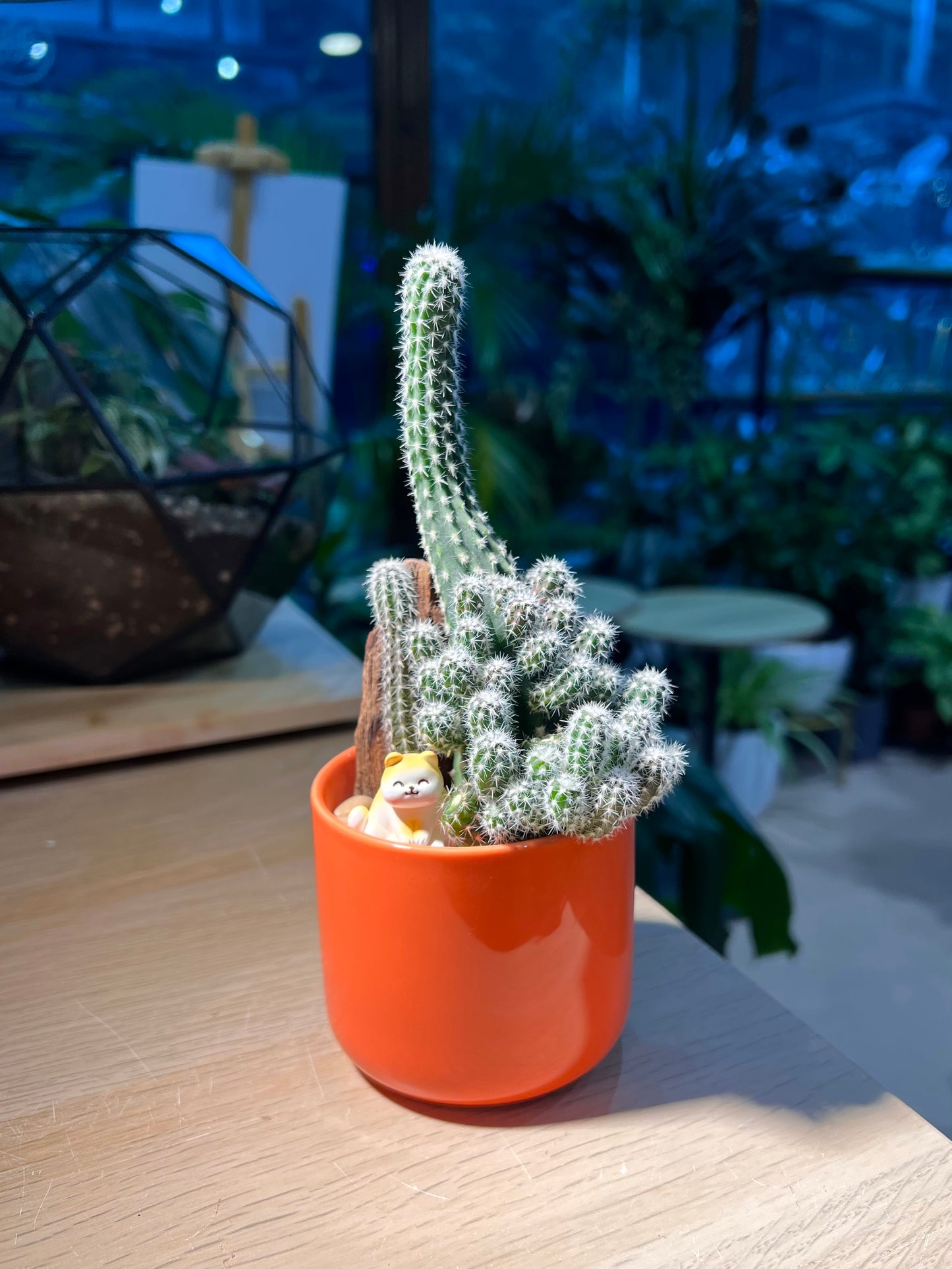 Peanut (Cactus) in Ceramic Pot
