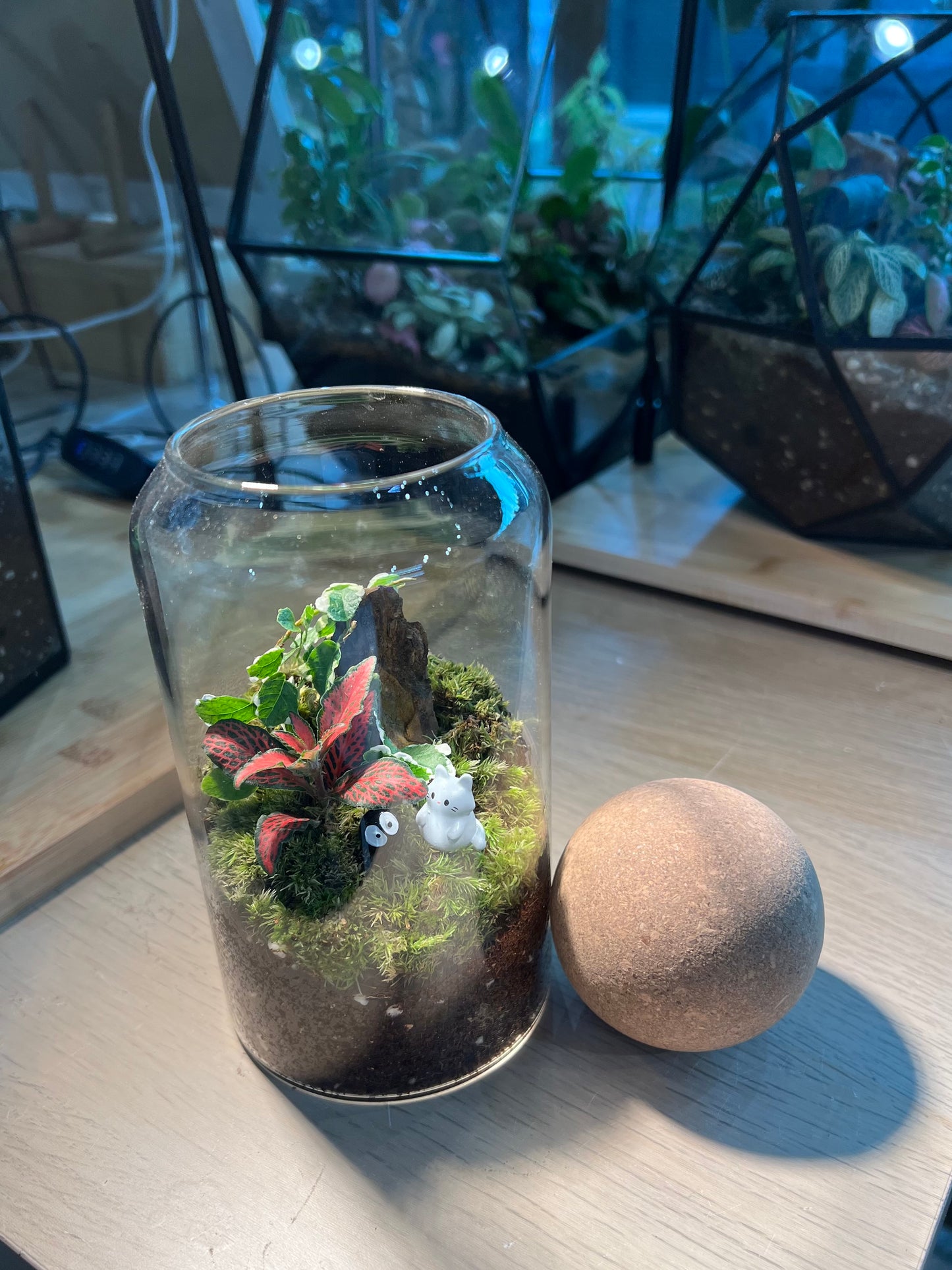 Fittonia with Moss (Indoor Plant) Arrangement in Cylindrical Glass with Cork Ball Terrarium