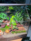 CNY Theme - Fittonia, Fern and Monstera Arrangement in Black Frame Glasshouse Terrarium (M)