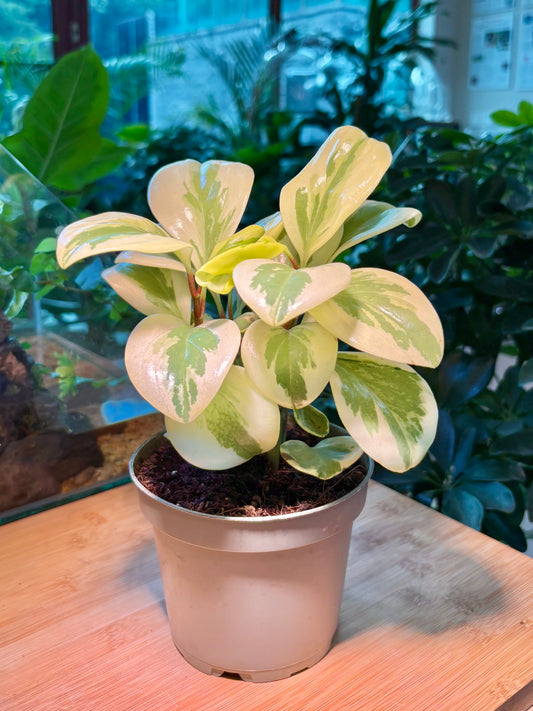 Peperomia Magnoliifolia in Plastic Pot