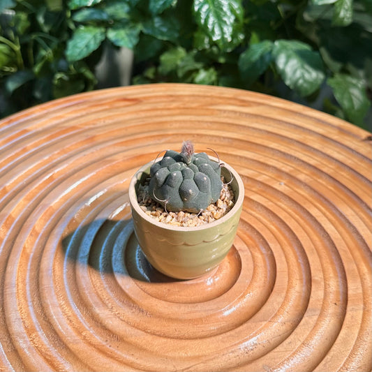 Rare Cactus Collection in Designer Pot