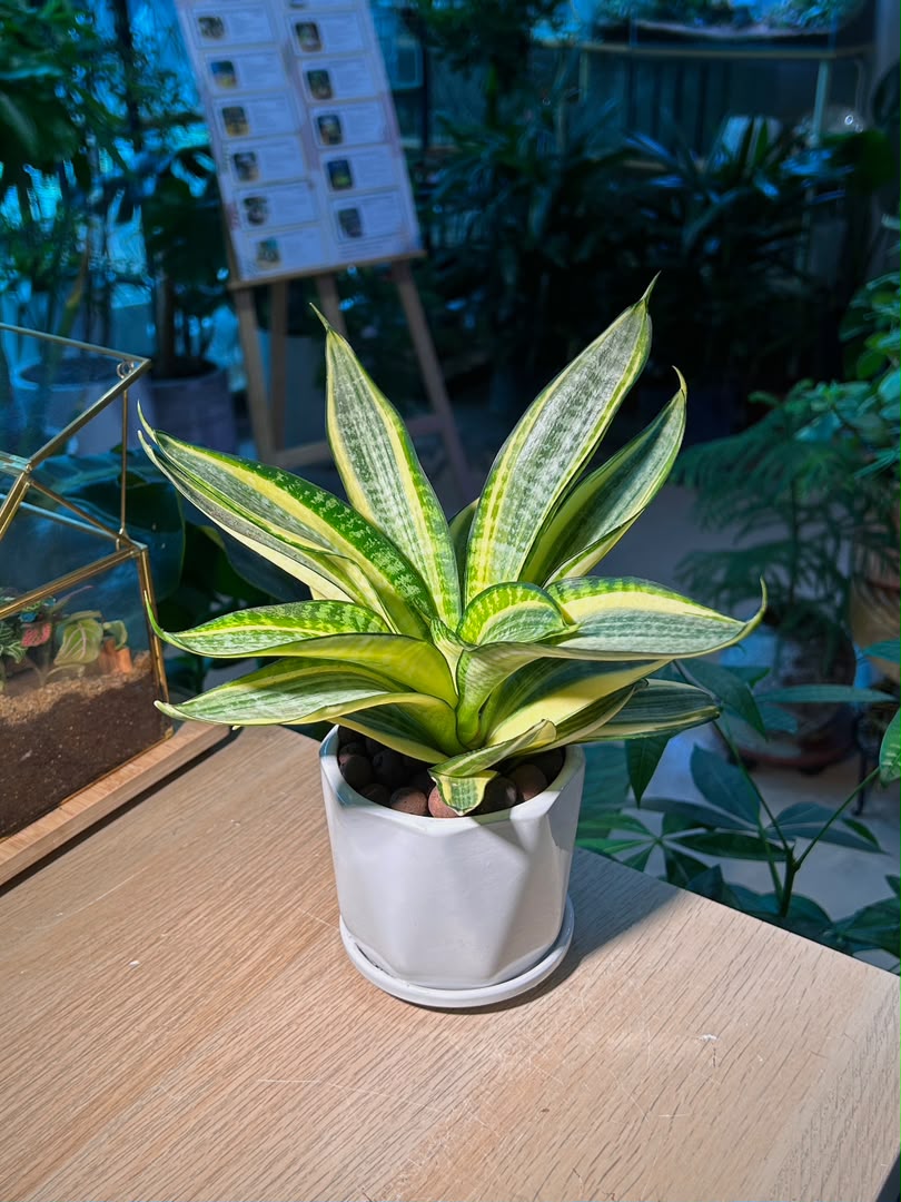 Sansevieria Golden Hahnii (金边短叶虎尾兰) Sansevieria Trifasciata in White Geometric Pot