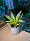 Sansevieria Golden Hahnii (金边短叶虎尾兰) Sansevieria Trifasciata in White Geometric Pot