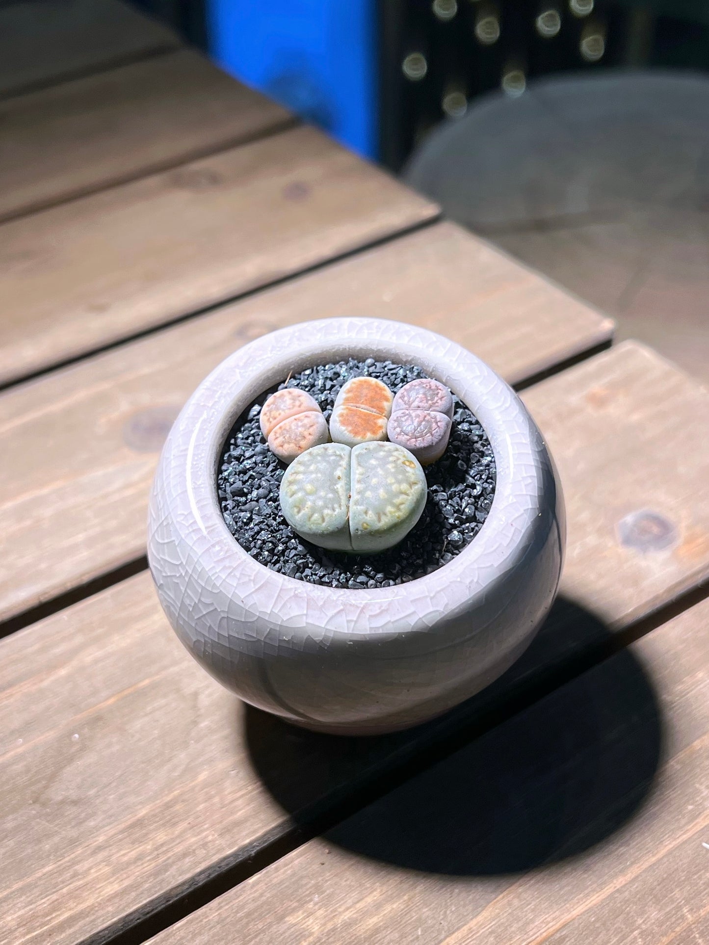 Lithops Paw in Mushroom Designer Pot