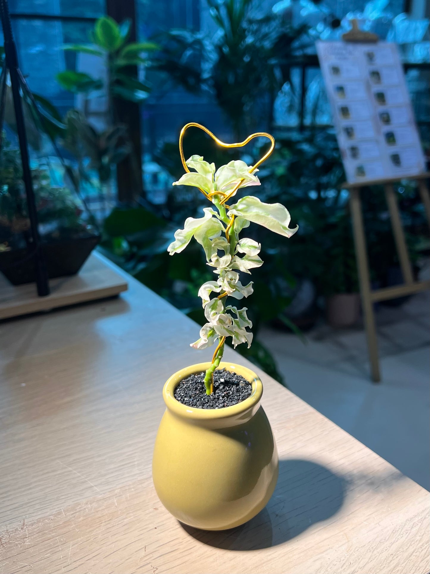 Euphorbia Tithymaloides (小鸟花) in Ceramic Pot