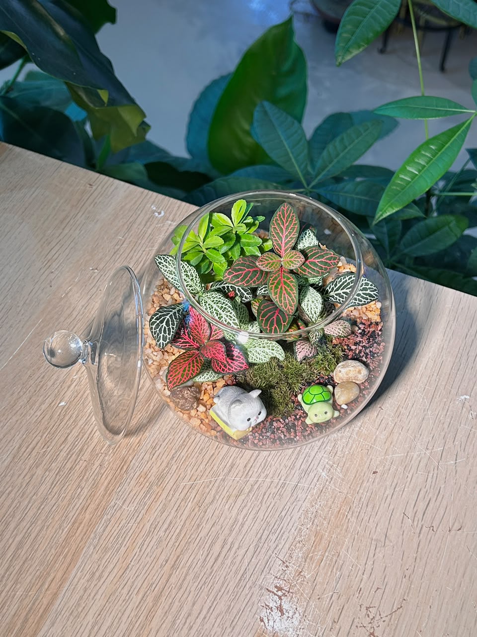 Indoor Plant Fittonia & Euonymus Japonicus & Moss (网纹草 & 正木 & 苔藓) in Fishbowl with Lid