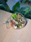 Indoor Plant Fittonia & Euonymus Japonicus & Moss (网纹草 & 正木 & 苔藓) in Fishbowl with Lid