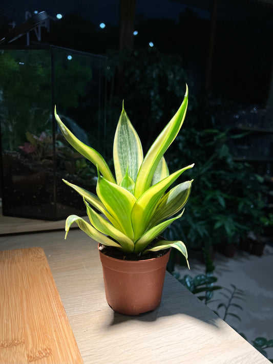 Plastic Pot - Snake Plant (虎尾兰)