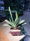 Gasteria Little Warty in Rectangular Ceramic Pot
