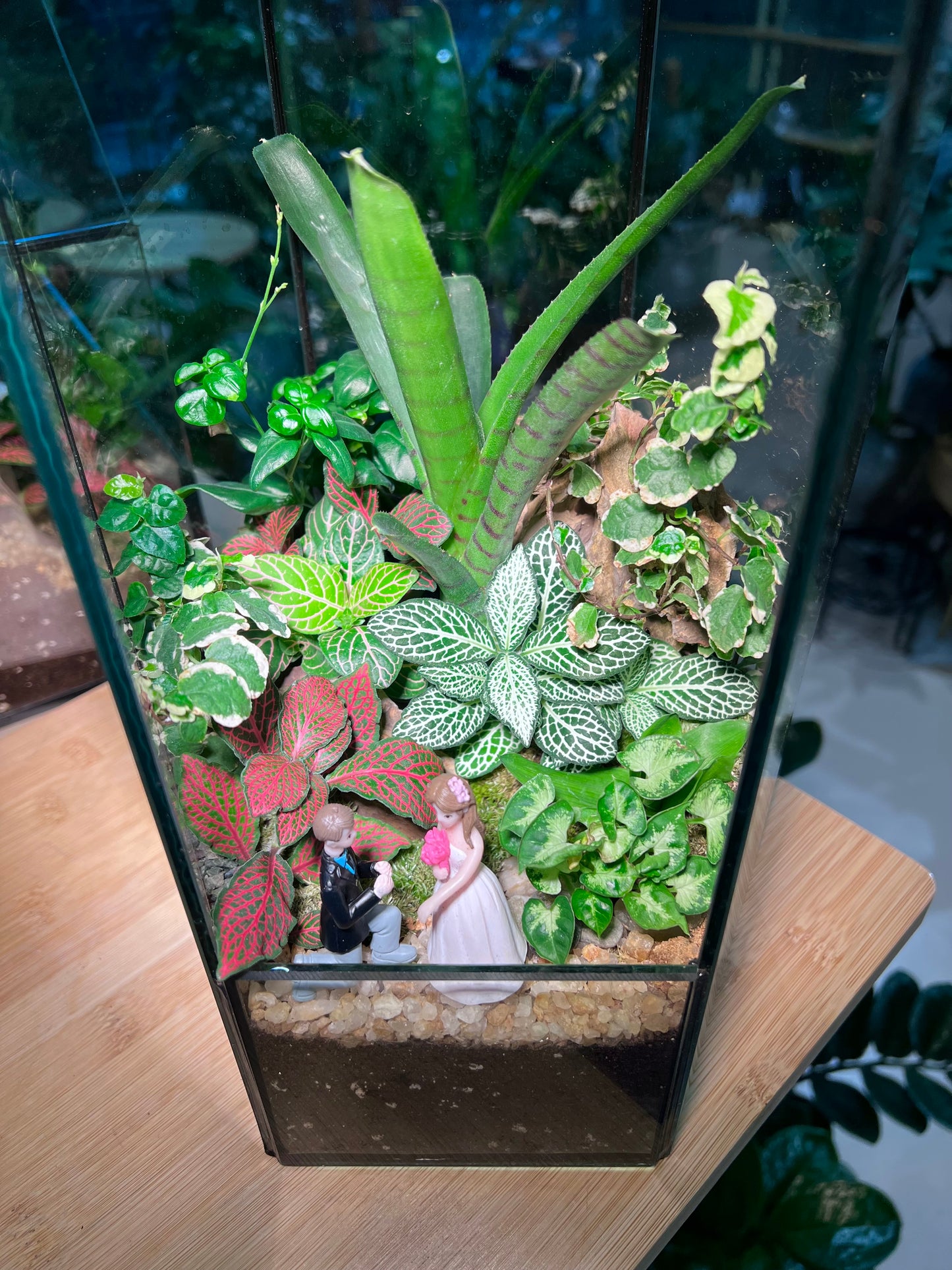 Fittonia, Ficus Pumila and Bromeliad with Moss Arrangement in “Will You Marry Me” Hexagonal Tall Terrarium